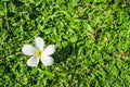 White Plumeria flower on green grass