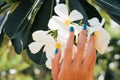 White plumeria Flower on hand With a turquoise bracelet .