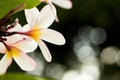 White plumeria flower on the plumeria tree, frangipani tropical