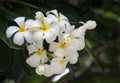 White Plumeria flower Royalty Free Stock Photo