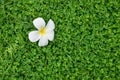 White Plumeria flower on Three-flower beggarweed green leaves