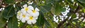 White Plumeria flower