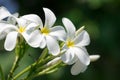 White plumeria flowers