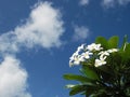 White plumeria flowers and blue sky