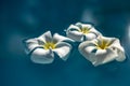 White plumeria flowers in blue water makro