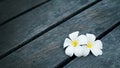 White plumeria flowers on green grass In the garden of asia Royalty Free Stock Photo