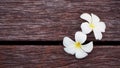 White plumeria flowers on green grass In the garden of asia Royalty Free Stock Photo