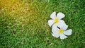 White plumeria flowers on green grass In the garden of asia Royalty Free Stock Photo