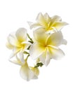 White Plumeria flowers Frangipani, Fragrant white flower blooming on branch, isolated on white background, with clipping path Royalty Free Stock Photo