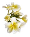 White Plumeria flowers Frangipani, Fragrant white flower blooming on branch, isolated on white background, with clipping path Royalty Free Stock Photo