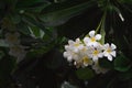 White Plumeria flowers frangipani tropical for background.