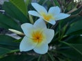 White plumeria flowers with green leaves photography