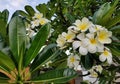 White Plumeria Flowers Growing n Hawaii