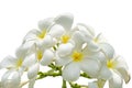 White plumeria flowers on isolated white background