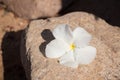 White plumeria flowers On a large pebble stone