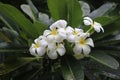 White plumeria flowers, on the tree there is a natural drop of water