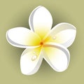 White plumeria (Frangipani)