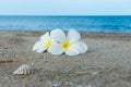 White Plumeria or frangipani flower on the beach Royalty Free Stock Photo