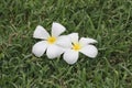 White plumeria or frangipani flower bloom on green lawn. Royalty Free Stock Photo