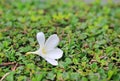 White Plumeria or Frangipani flower place on the decoration wall tree. Spa concept Royalty Free Stock Photo