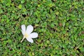 White Plumeria or Frangipani flower place on the decoration wall tree. Spa concept Royalty Free Stock Photo