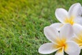 White plumeria or frangipani flowers on blurred green grass background Royalty Free Stock Photo