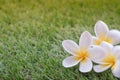 White plumeria or frangipani flowers on blurred green grass background Royalty Free Stock Photo