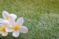 white plumeria or frangipani flowers on blurred green grass background Royalty Free Stock Photo