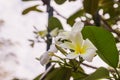 White Plumeria or frangipani flowers