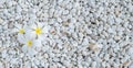 White Plumeria or Frangipani flowers on the stone background Royalty Free Stock Photo