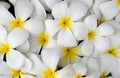 White Plumeria or Frangipani nature abstract background