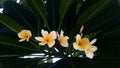 White Plumeria or frangipani. Royalty Free Stock Photo