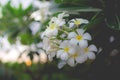 White Plumeria or frangipani. Sweet scent from white Plumeria fl