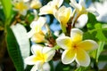White Plumeria or frangipani. Sweet scent from white Plumeria flowers in the garden. Closeup frangipani.