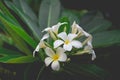 White Plumeria or frangipani. Sweet scent from white Plumeria
