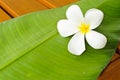 A white plumeria on green leaf