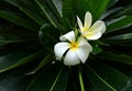 White plumeria with radial green leaves