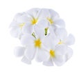 White plumeria rubra flower White background Royalty Free Stock Photo