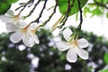 White plumeria rubra flowers blooming or frangipani   in  nature garden Royalty Free Stock Photo