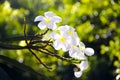 White plumeria rubra flowers blooming in nature outdoor garden background Royalty Free Stock Photo