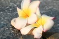 White plumeria view background