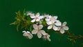 White plums flowers on green background Royalty Free Stock Photo