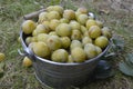 White plums Royalty Free Stock Photo