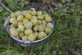 White plums Royalty Free Stock Photo