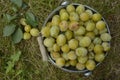 White plums Royalty Free Stock Photo