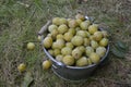 White plums Royalty Free Stock Photo