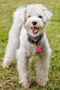 White Poddle Dog Royalty Free Stock Photo