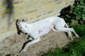 White podenco dog dazing in the sun with a yellow brick wall as background Royalty Free Stock Photo