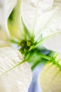 White poinsettia bracts