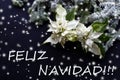 White poinsettia flower with fir tree on dark background. Christmas card. Christmastime. elegant postcard Royalty Free Stock Photo